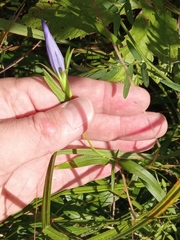 Gentiana pneumonanthe