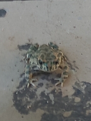 Bufotes viridis sitibundus