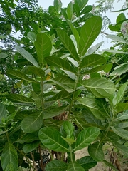 Calotropis gigantea