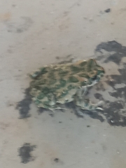 Bufotes viridis sitibundus