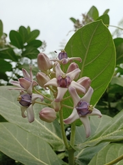 Calotropis gigantea