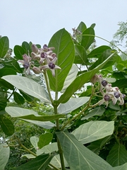 Calotropis gigantea