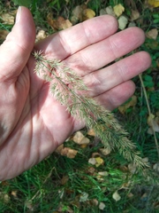 Calamagrostis