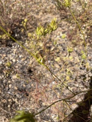 Cordylanthus rigidus setigerus