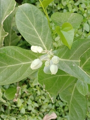 Calotropis gigantea