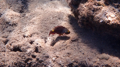 Sparisoma cretense