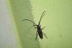 Sphaenothecus bilineatus