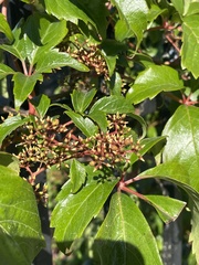 Parthenocissus quinquefolia