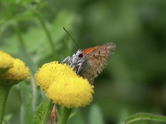 Lycaena