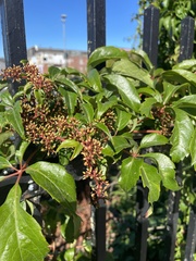 Parthenocissus quinquefolia