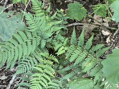 Dryopteris marginalis