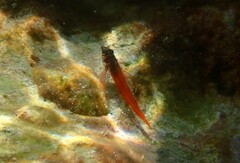 Tripterygion melanurus