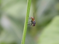 Thricops semicinereus