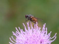 Thricops semicinereus