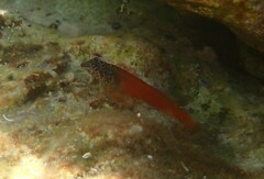 Tripterygion melanurus