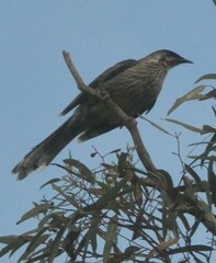 Anthochaera carunculata