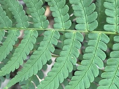 Dryopteris marginalis