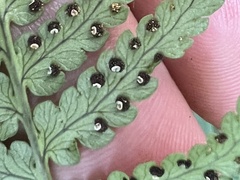 Dryopteris marginalis