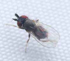 Milichiidae