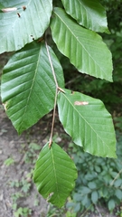 Fagus orientalis
