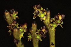 Exocarpos bidwillii