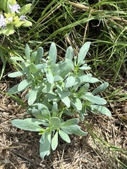 Heliotropium curassavicum