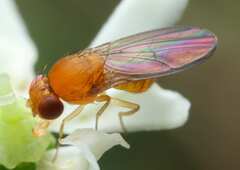 Drosophilidae