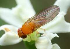 Drosophilidae