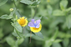 Papilionoidea