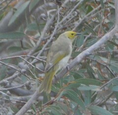 Ptilotula penicillata