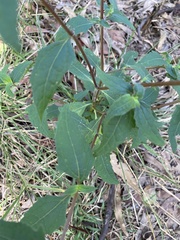 Sigesbeckia orientalis