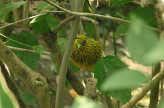 Ptilinopus luteovirens