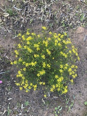 Senecio spanomerus