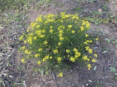 Senecio spanomerus