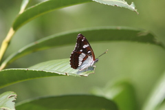 Limenitis reducta