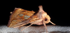 Plusia festucae