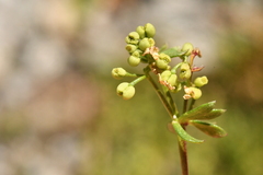 Galium megalospermum