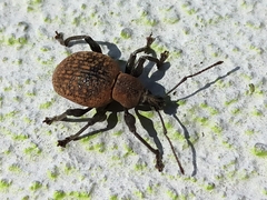 Otiorhynchus