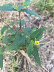 Sigesbeckia orientalis