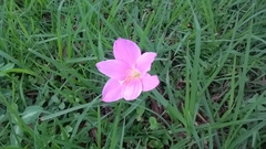 Zephyranthes carinata