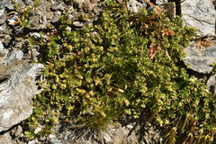 Galium megalospermum