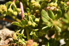 Galium megalospermum