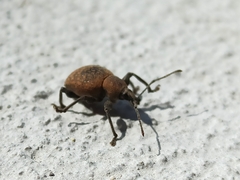 Otiorhynchus