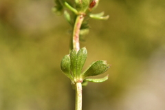 Galium megalospermum