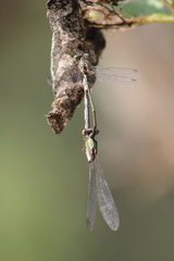 Chalcolestes parvidens