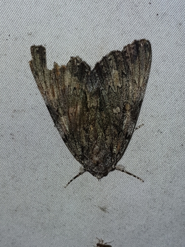 Oldwife Underwing (Catocala palaeogama)