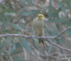 Ptilotula penicillata