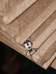Micrathena mitrata
