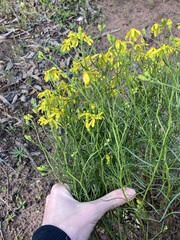 Senecio spanomerus