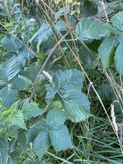 Rubus fruticosus